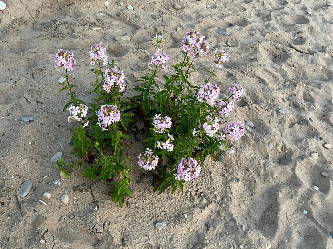 Torch Lake-Alden必去景点