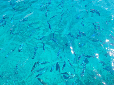 Perfect Day Sailing Tours-圣特雷莎加卢拉必去景点