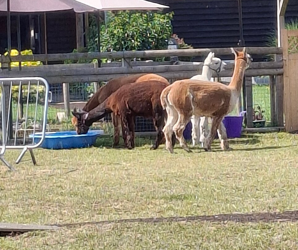 Woodland View Alpacas-Birchington必去景点