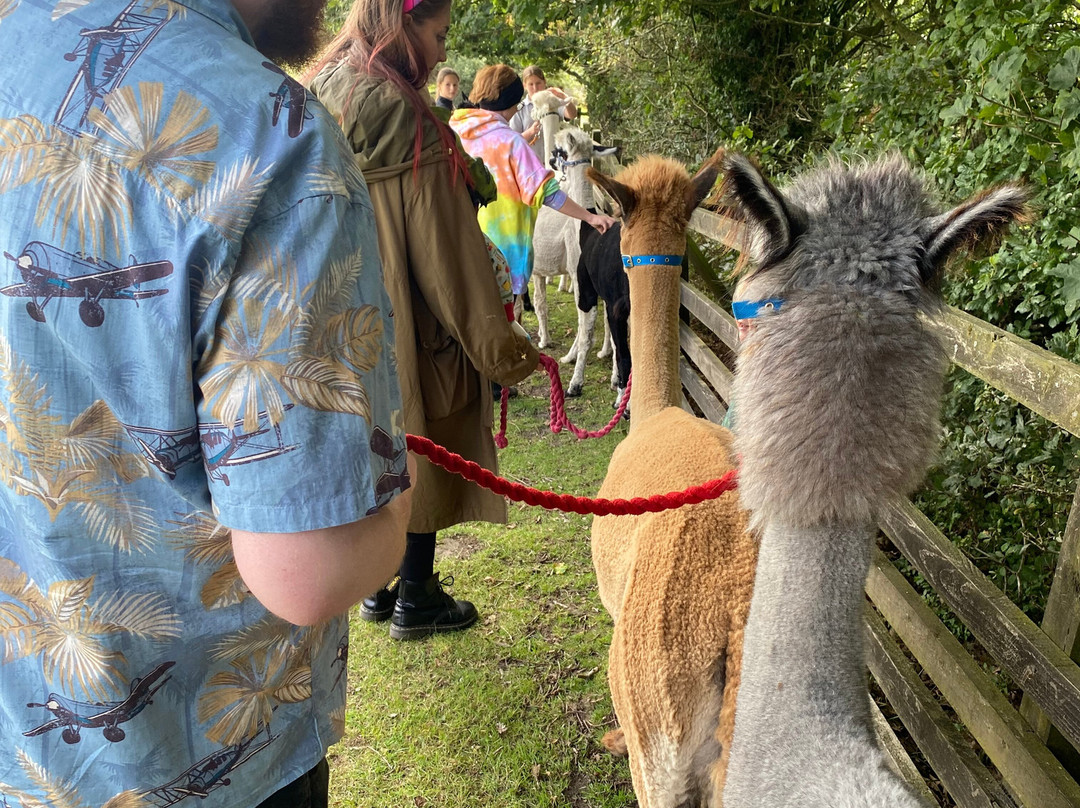 Poppywood Alpacas-博尔顿必去景点