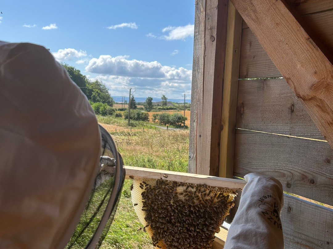 Main's Apiaries-丹弗姆林必去景点