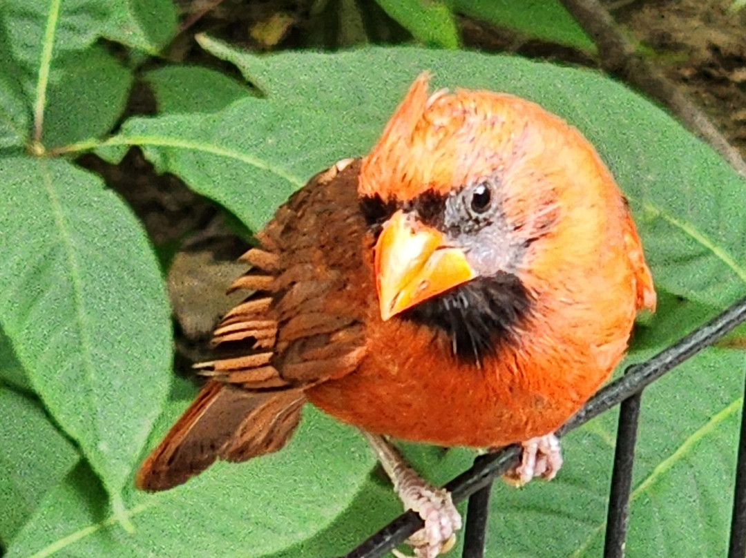 NYC Adventure eBike Tours-纽约市必去景点