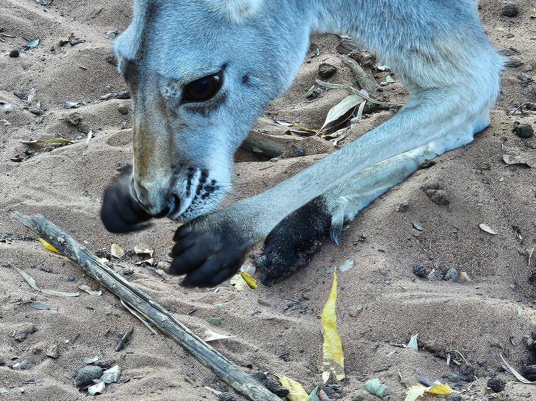 Kangaroo Haven-库努纳拉必去景点