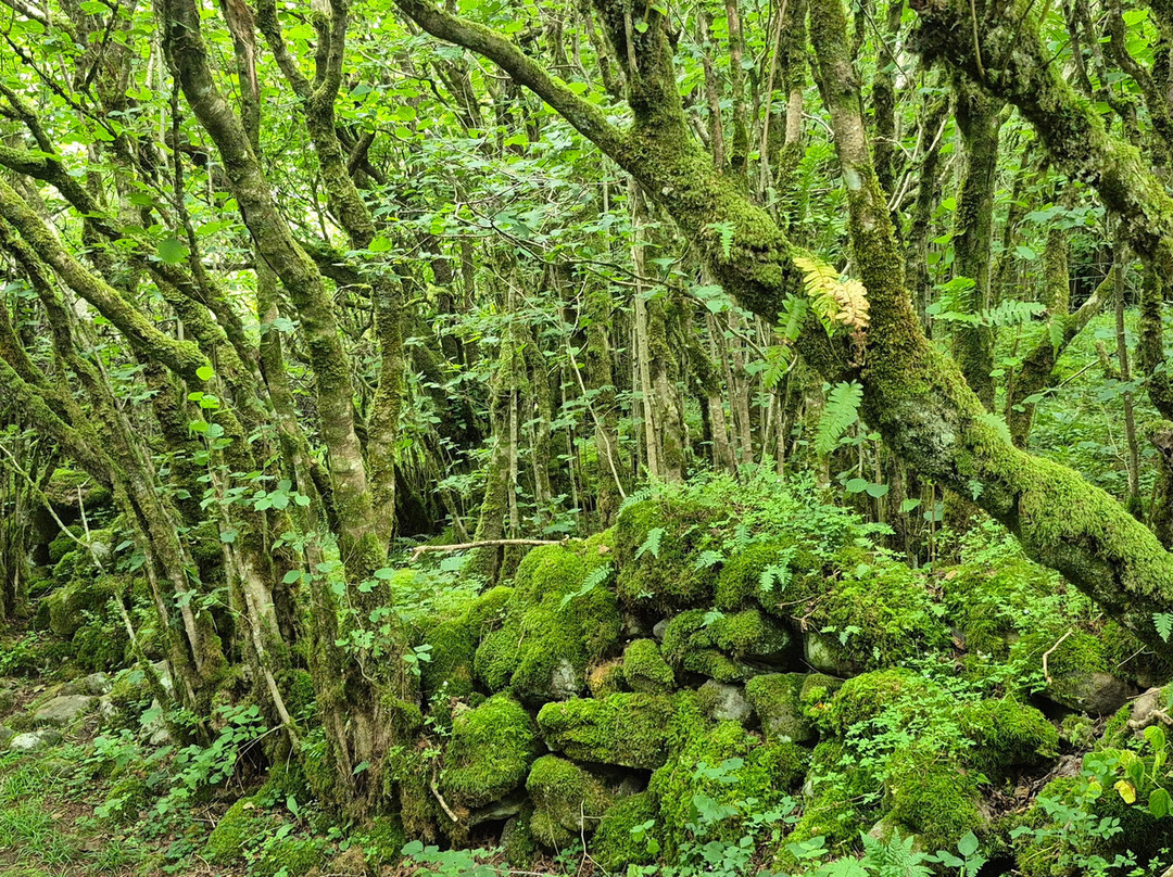 Killykeeghan Nature Reserve-Florencecourt必去景点