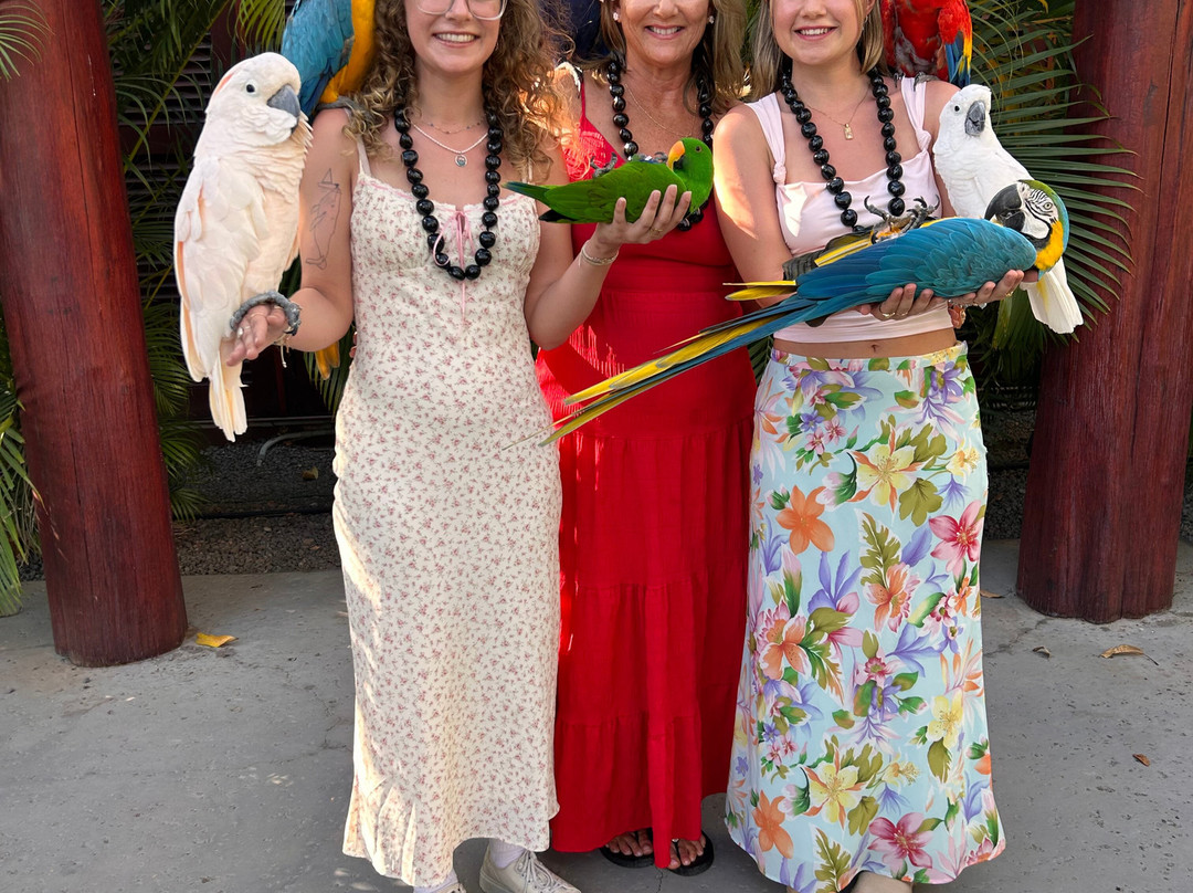 Lahaina Bird Stand-基黑必去景点