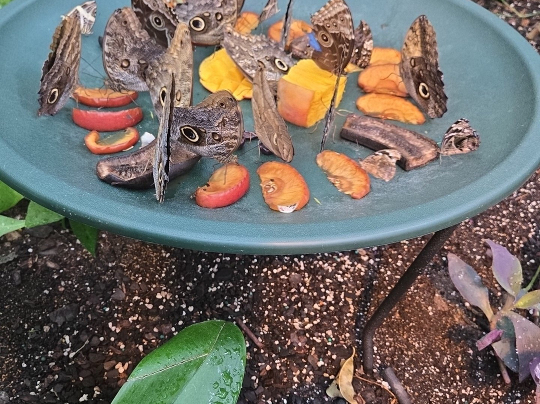 The Butterfly Palace-布兰森必去景点