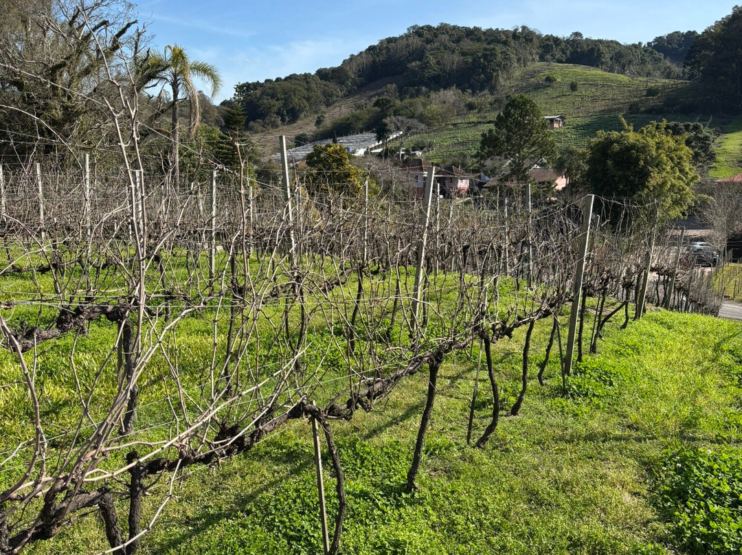 Vinícola Torcello-本图贡萨尔维斯必去景点
