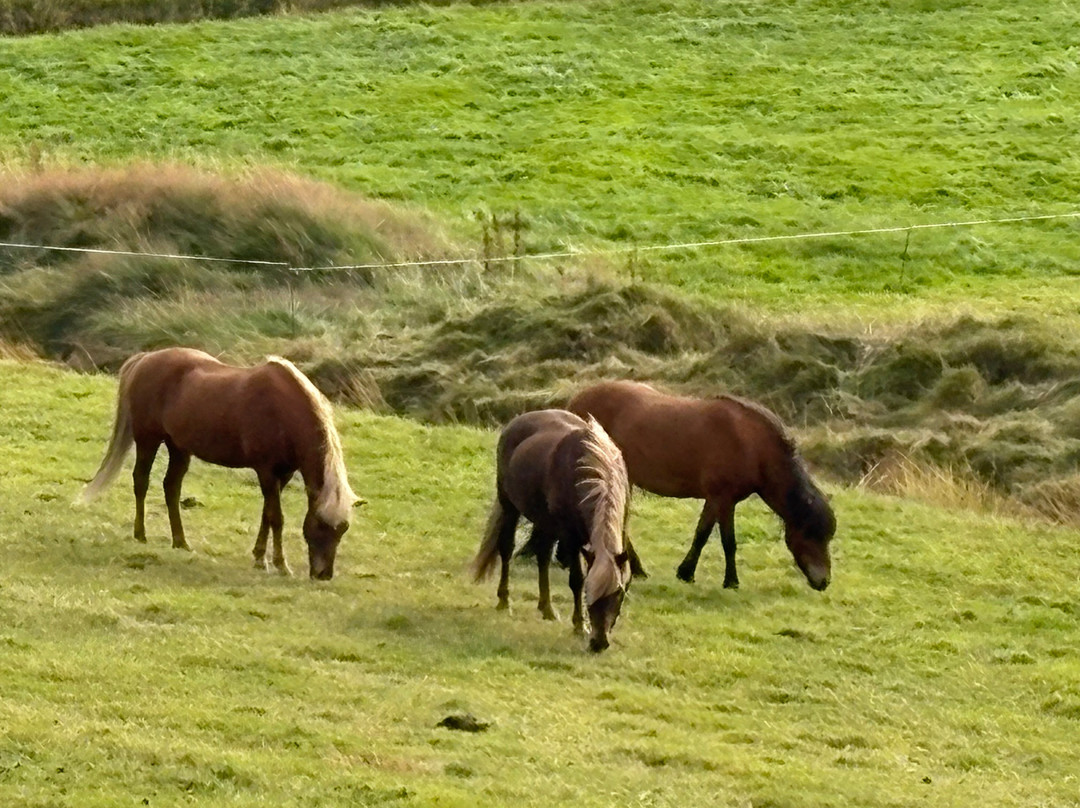 Polar Hestar-阿克雷里必去景点