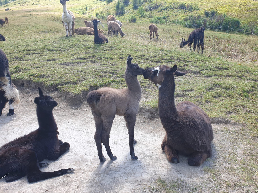 Alpenhotel Malbun主图