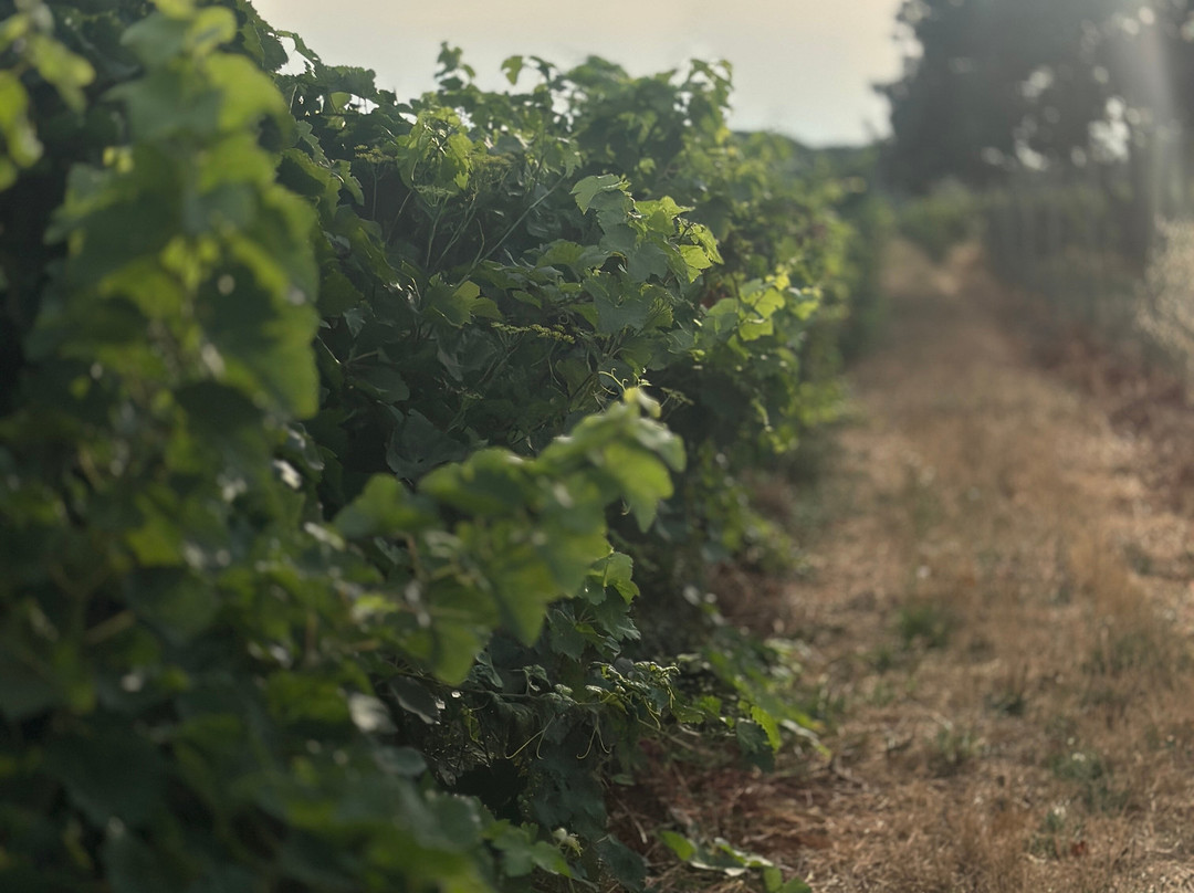 Domaine Terre De Mistral-Rousset必去景点