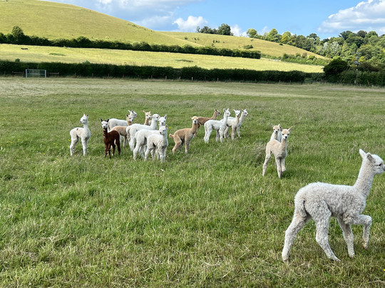 Bozedown Alapcas-雷丁必去景点
