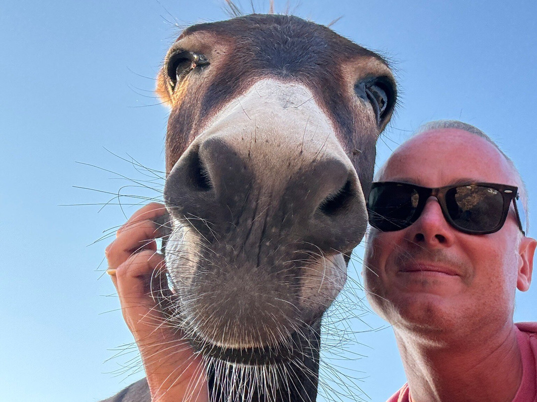 Donkey Farm Milos-Adamas必去景点