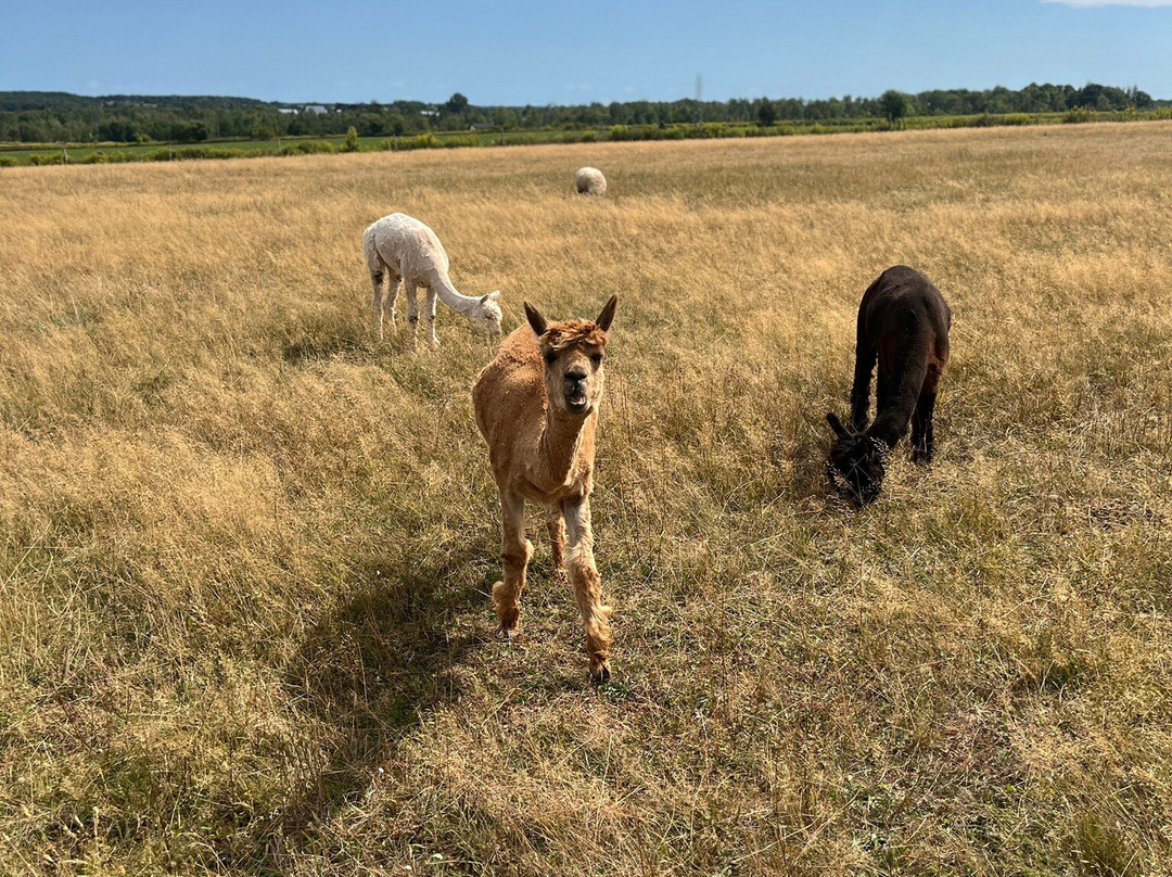 Island Hill Farm Inc-Hampshire必去景点