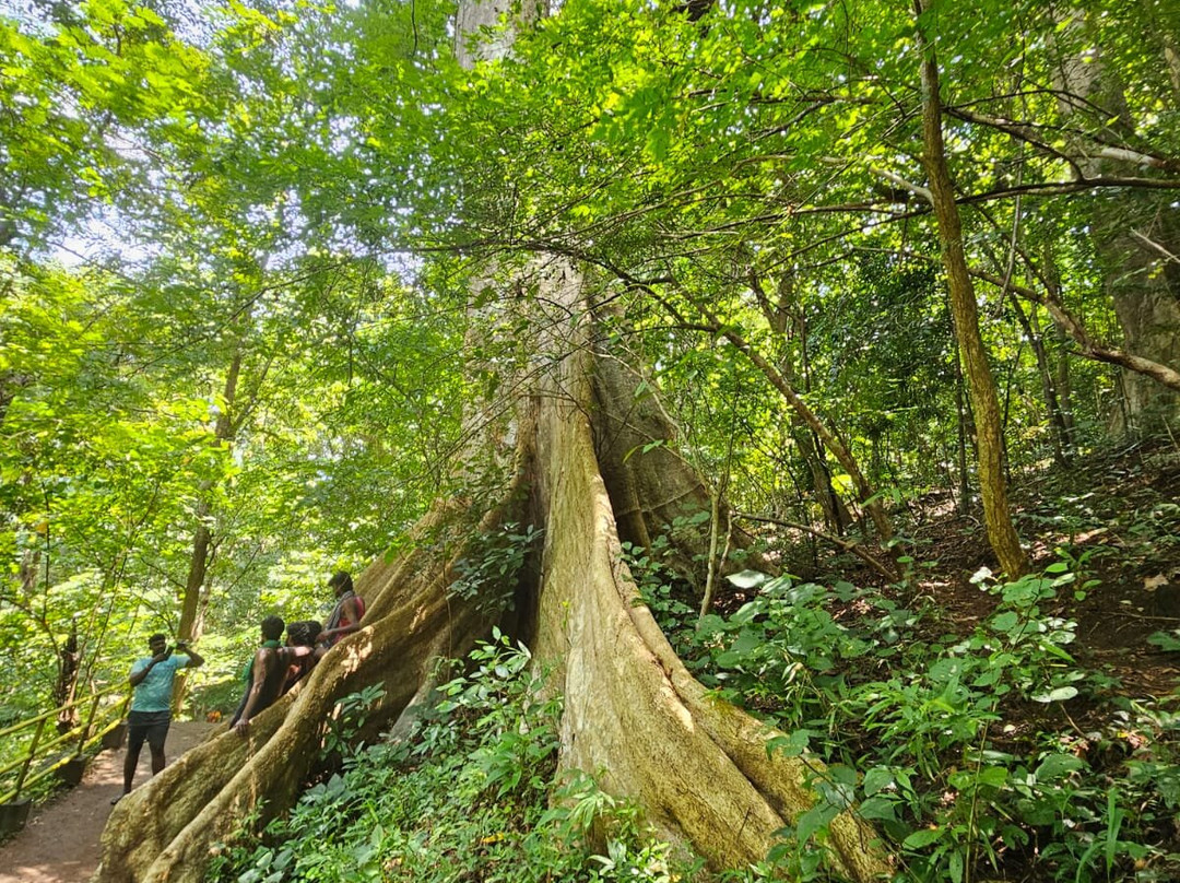 Coutrallam Water Falls From South Tamil Nadu-Tirunelveli必去景点