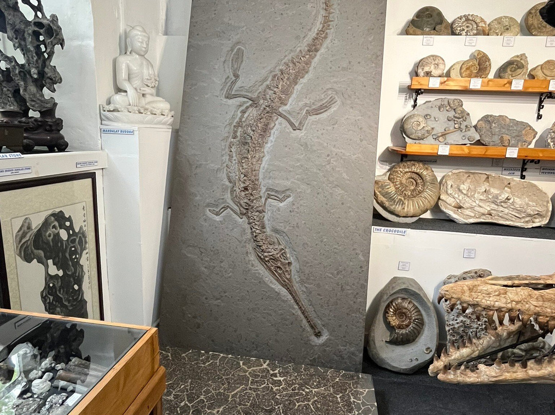 Dinosaurland Fossil Museum-莱姆里杰斯必去景点