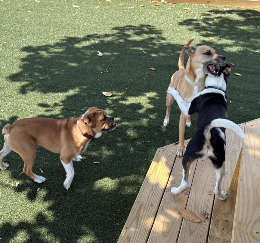 Manchester Dog Park & Social Club-Manchester必去景点