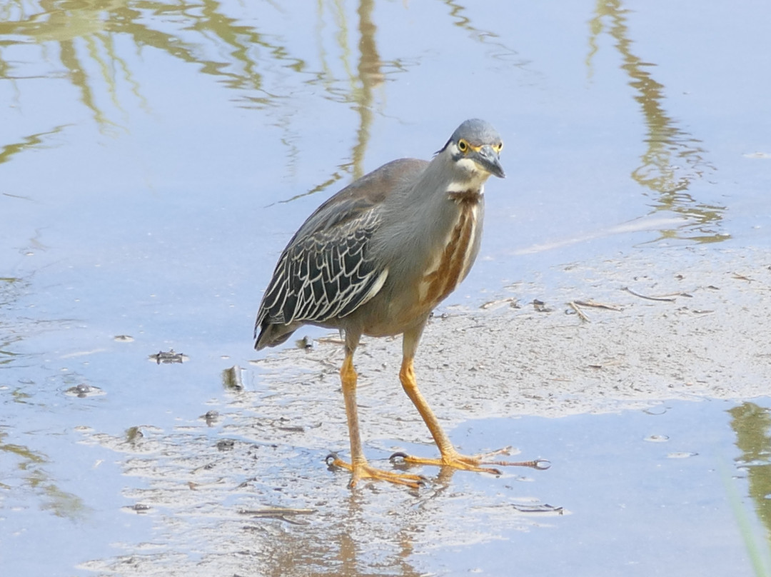 Mkhuze Game Reserve-莫库斯必去景点
