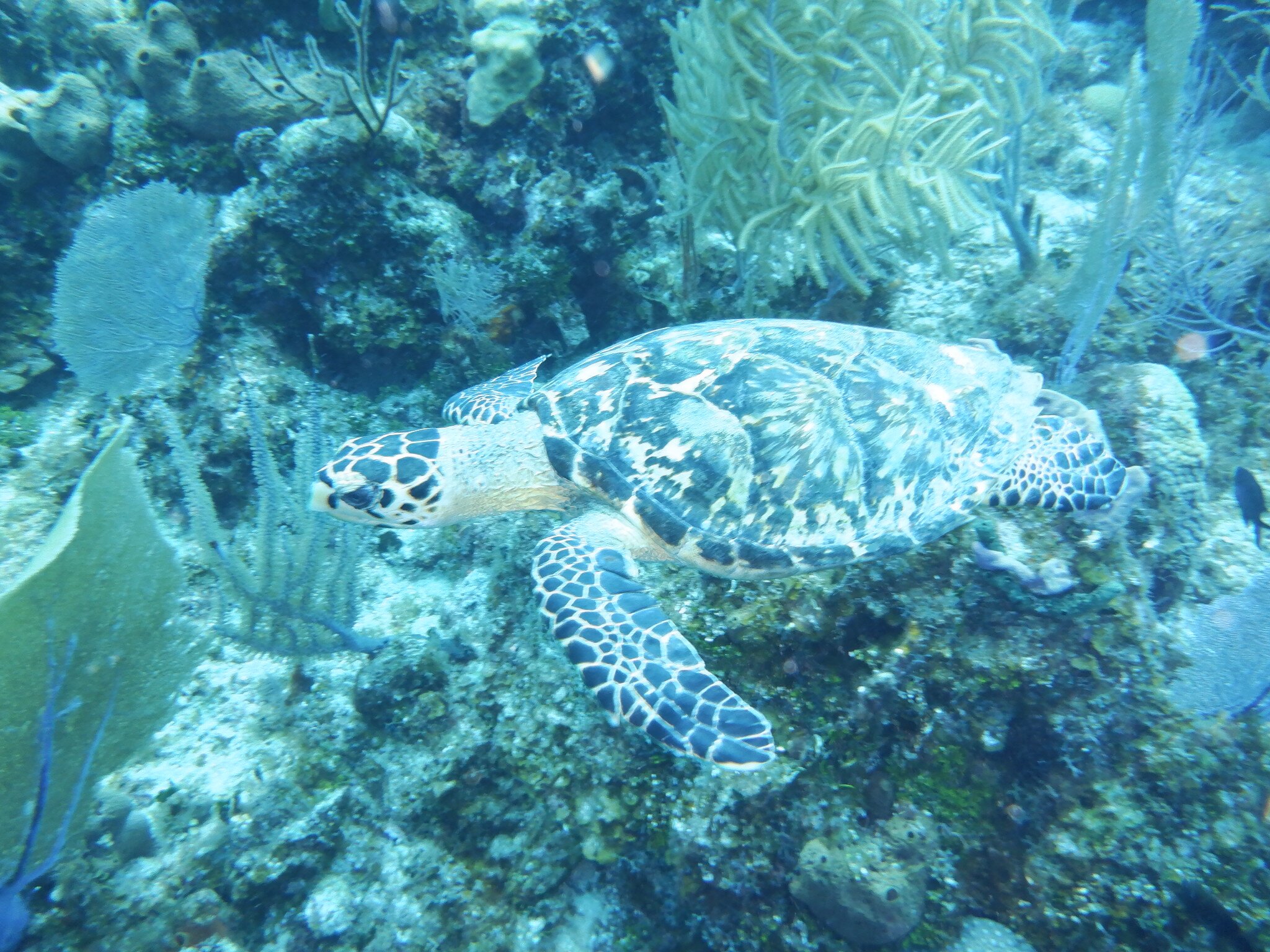 Cayman Brac Beach Resort-官方