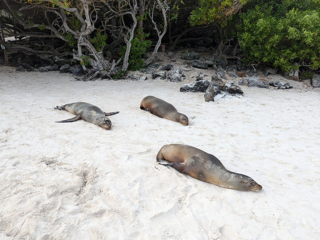 Puerto Chino Beach-圣克里斯托瓦尔必去景点