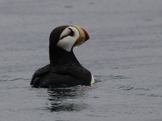 Seward Ocean Excursions-苏厄德必去景点