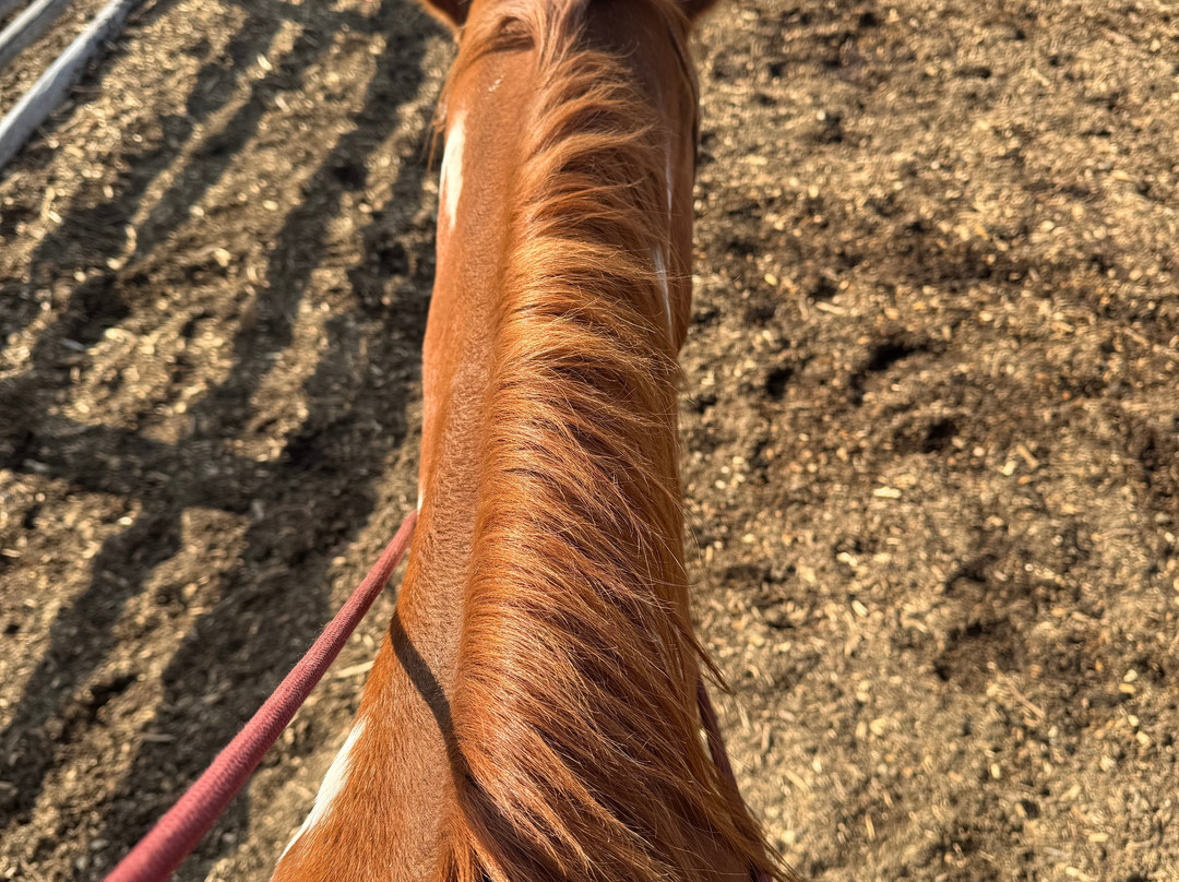 Yellowstone Horses - Eagle Ridge Ranch-艾兰帕克必去景点