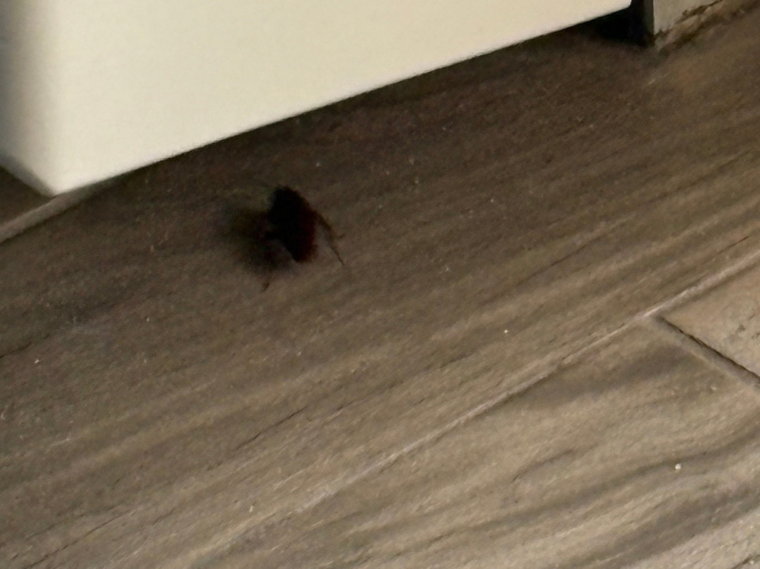 Crystal Coast Oceanfront Hotel主图