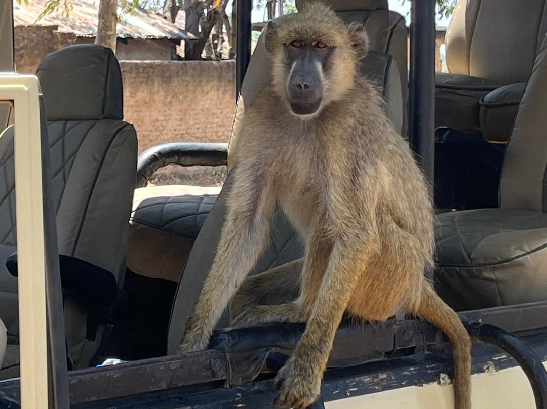 Best tour operator in Tanzania by Rede Tours and Safaris-多多马必去景点