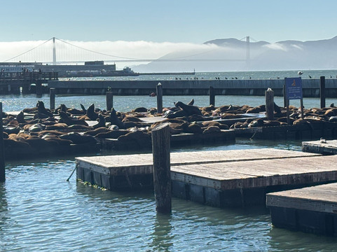 Sea Lion Center-旧金山必去景点
