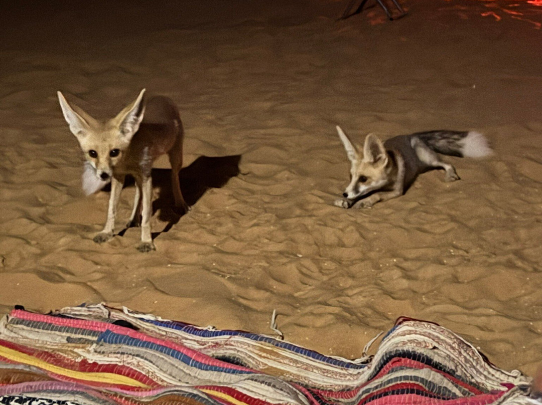 Egypt Western Desert Tours - Day Tour-Bawiti必去景点
