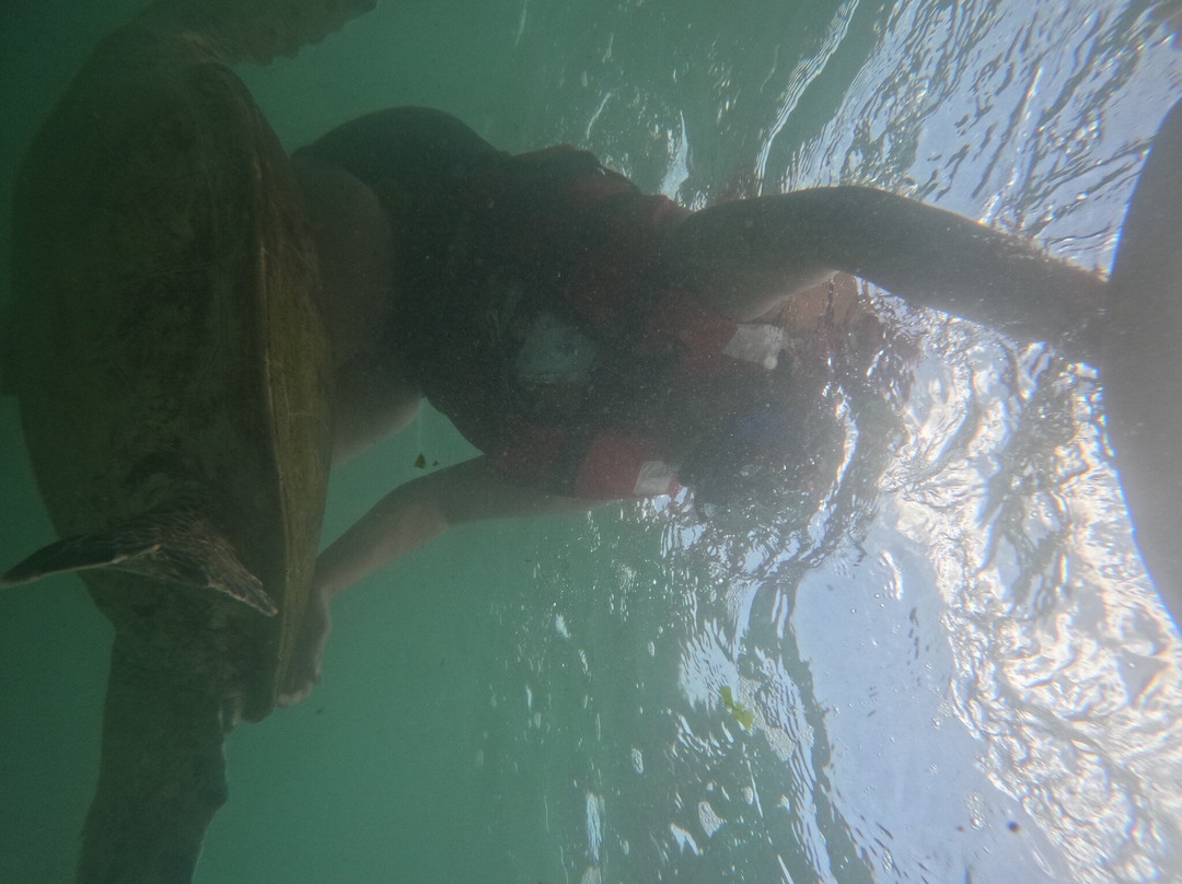 Mirissa Blue Whales And Turtle Snorkeling-Thalaramba必去景点