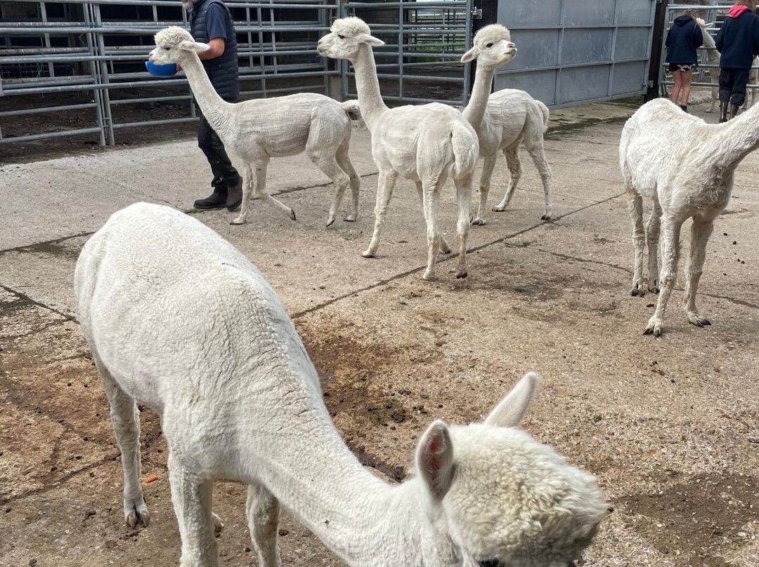 Botany Bay Farm-恩菲尔德必去景点