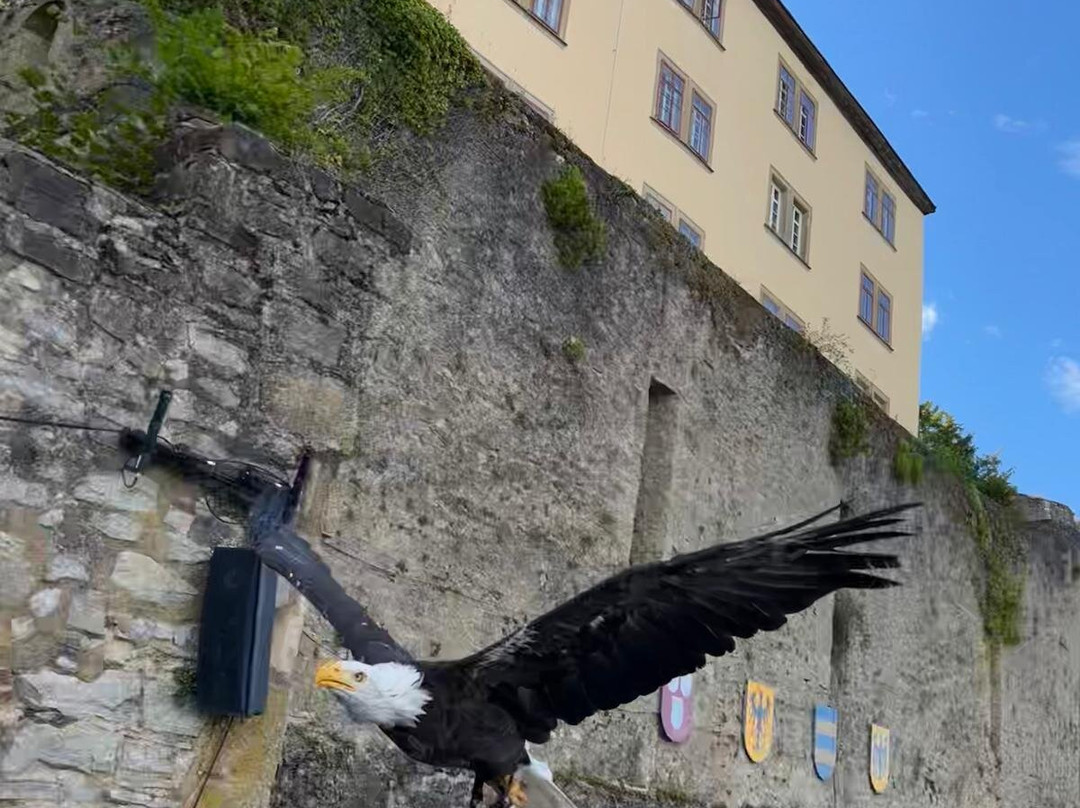 Deutsche Greifenwarte-Hassmersheim必去景点