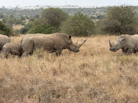 Great Horizon Trails-内罗毕必去景点