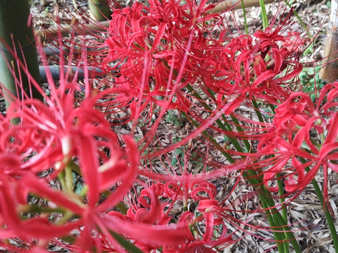 Ichikawa City Zoo-市川市必去景点