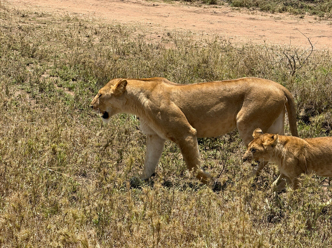 Gorilla Trek Africa-吉佳利必去景点