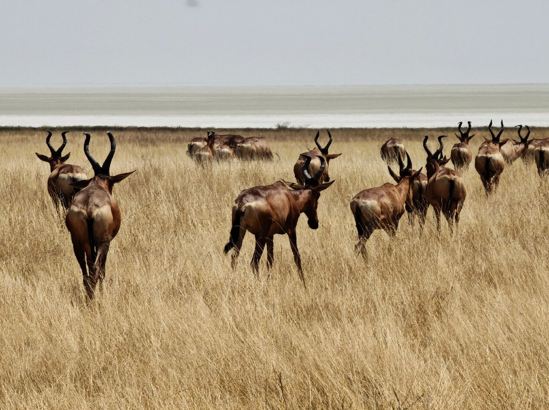 Etosha Pan-纳米比亚埃托沙国家公园必去景点