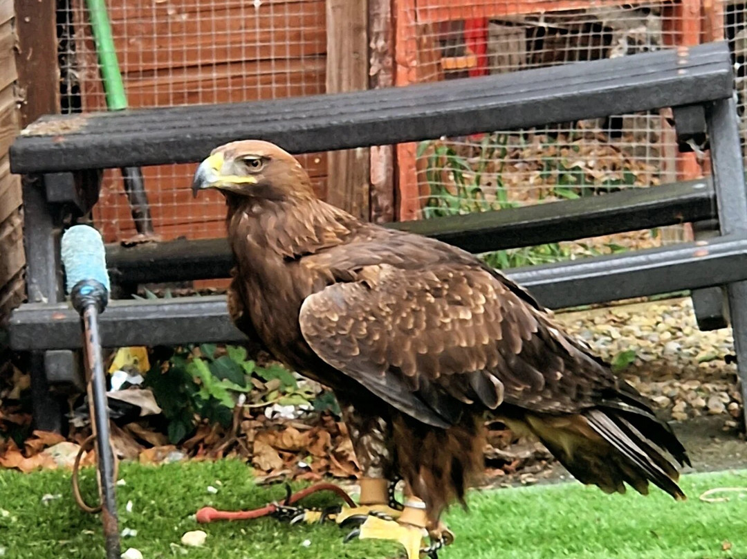Riverside Falconry-纽卡斯尔必去景点