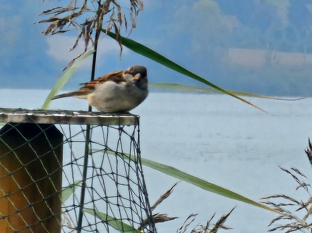 Schweizerische Vogelwarte Sempach-Sempach必去景点