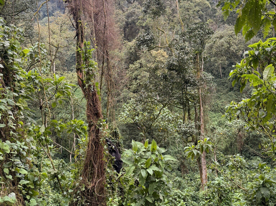 Mission Africa Safaris-Ruhengeri必去景点