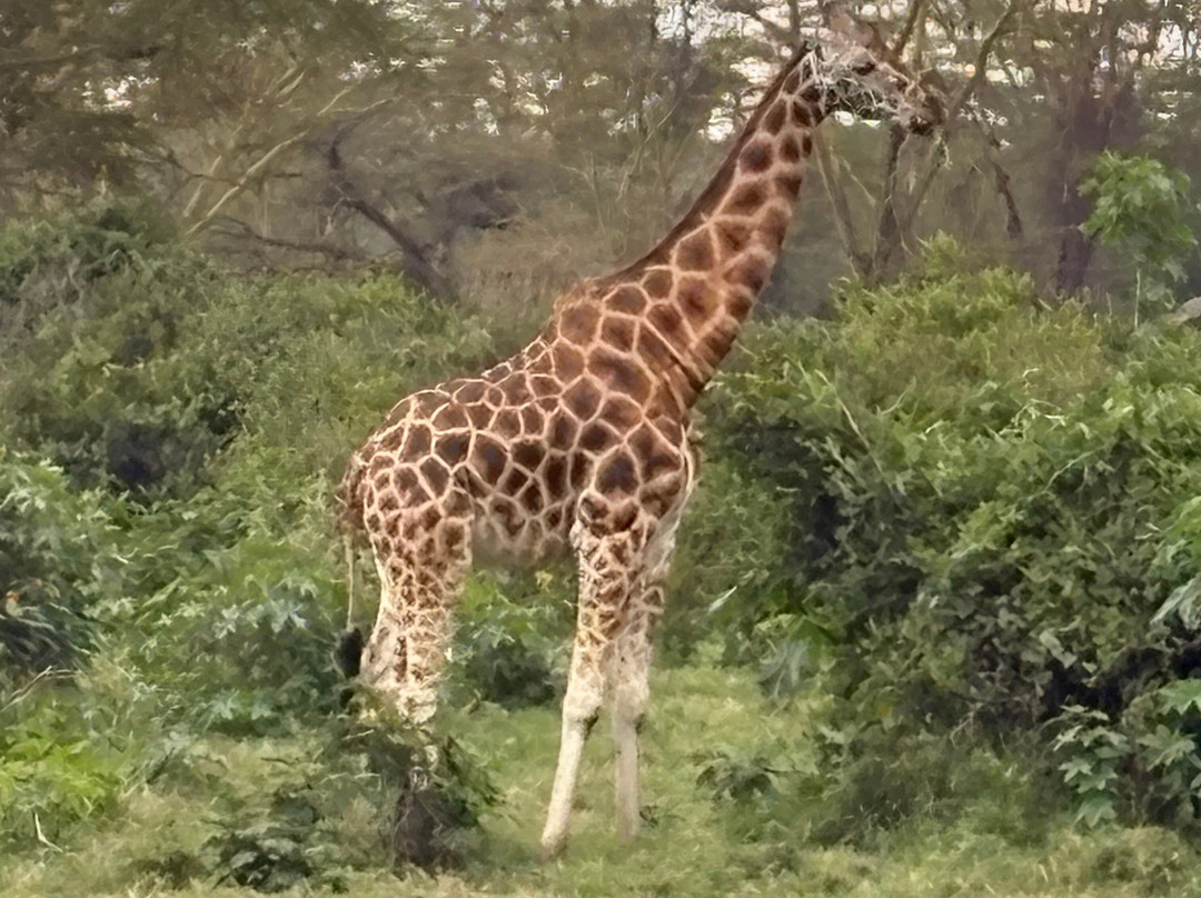 Banok Safaris-内罗毕必去景点