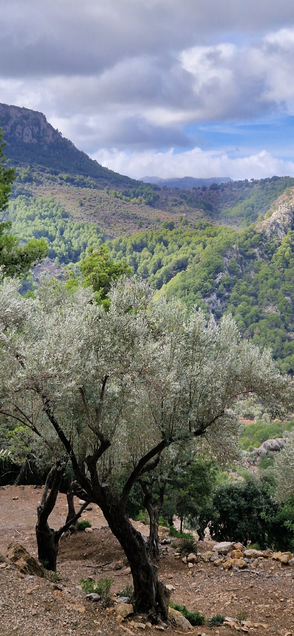 Finca Ca N'Ai-官方