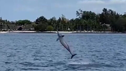 Dream Dolphin-黑河必去景点