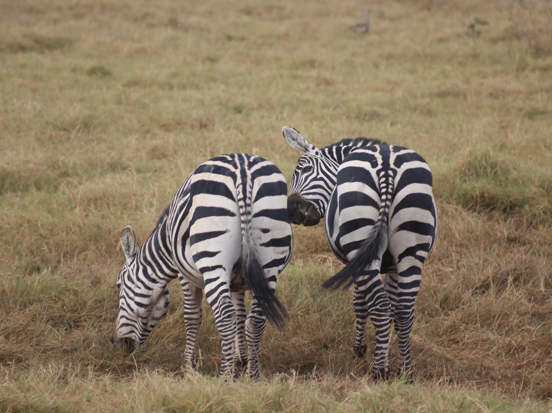 Arlom Safaris-Mtwapa必去景点