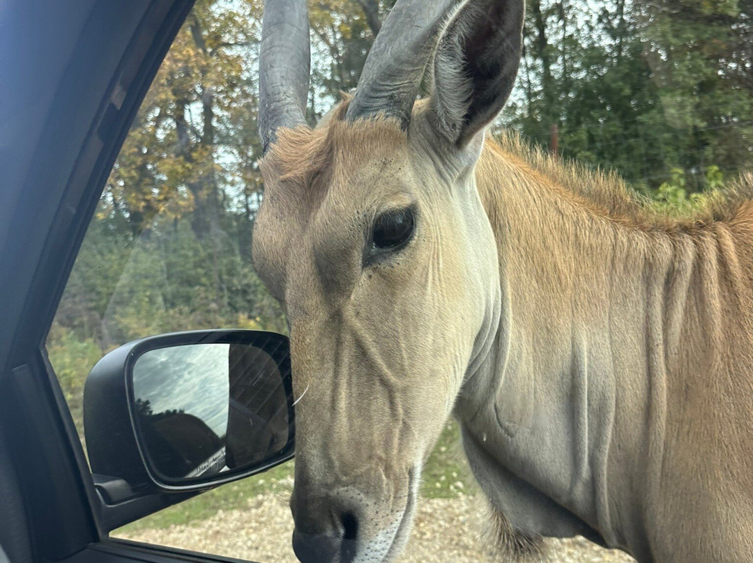 Safari Lake Geneva-日内瓦湖必去景点