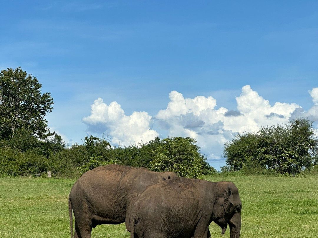 Minneriya jeep safaris tour-哈巴拉娜必去景点