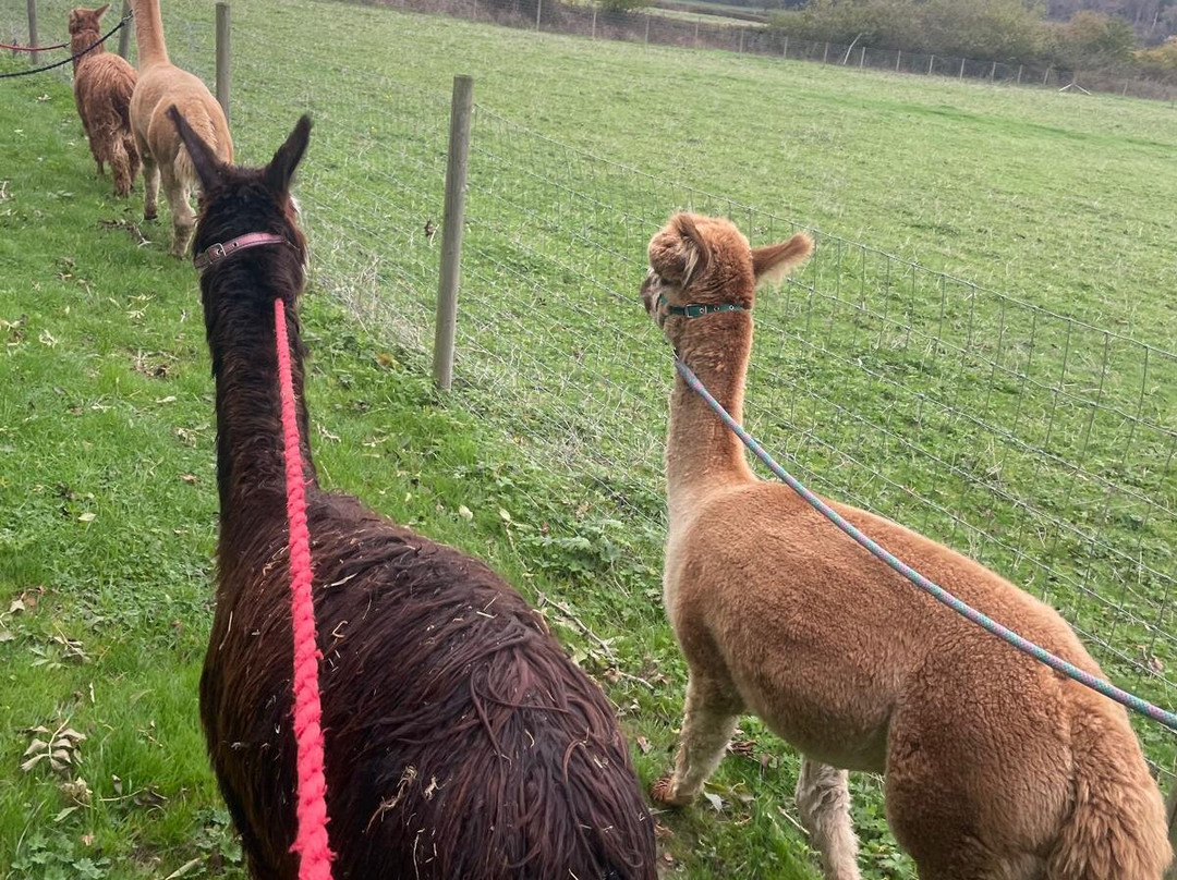 Brackenfield Alpacas-马特洛克必去景点