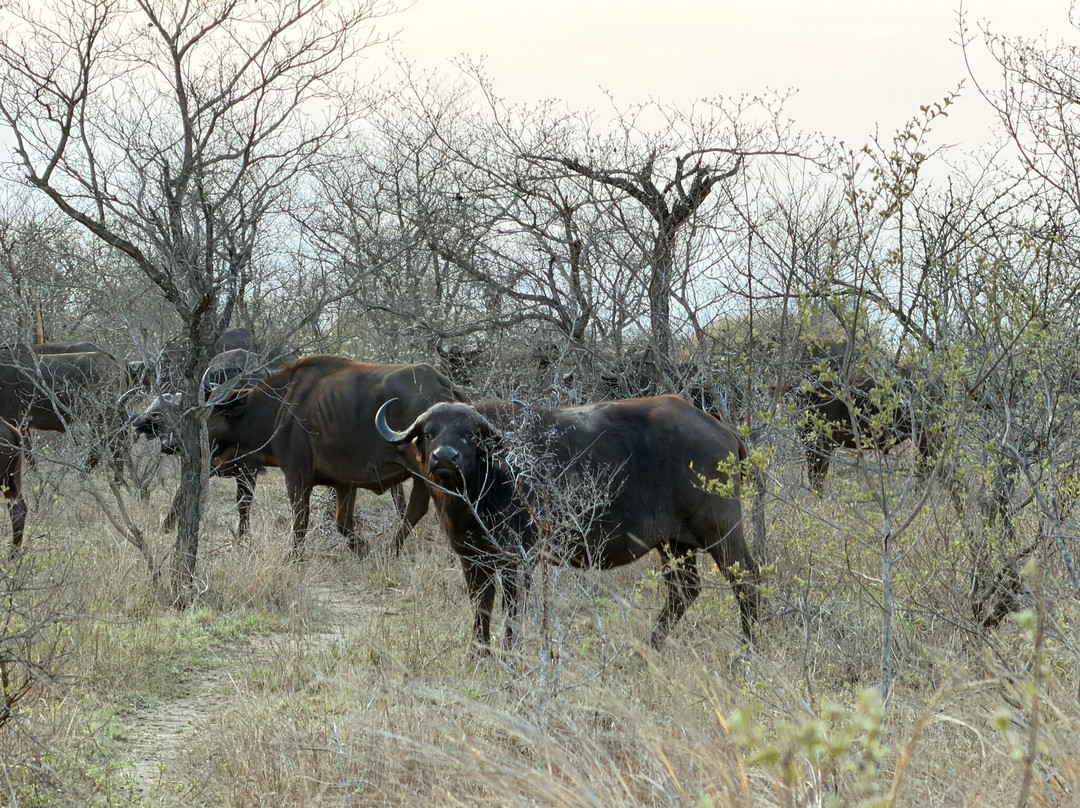 Bushbaby Tours And Transfers-霍德斯普鲁特必去景点