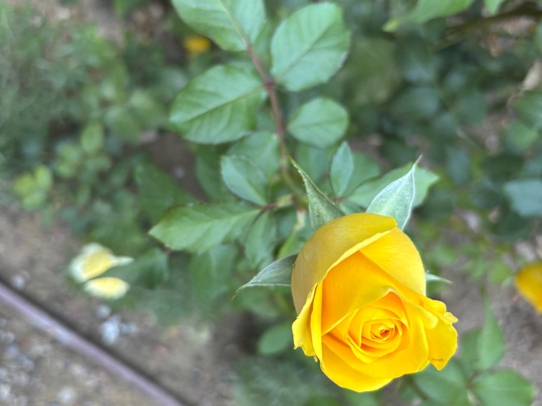 Ronda Flamenca-隆达必去景点