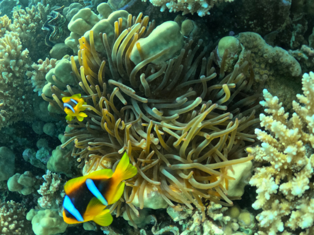 Erlebnis Ägypten-Safaga必去景点