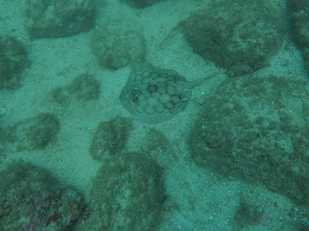 Rocket Frog Divers-Playas del Coco必去景点